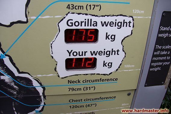 Меряемся с гориллой Меряемся с гориллой