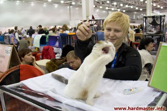 Выставка кошек в Москве 2013 Выставка кошек в Москве 2013