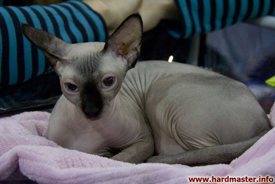 Выставка кошек в Москве 2013 Выставка кошек в Москве 2013