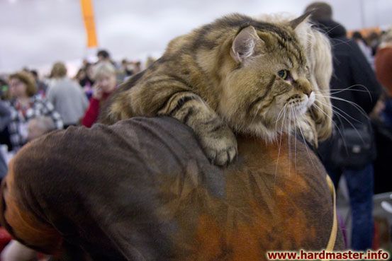 Выставка кошек в Москве 2013 Выставка кошек в Москве 2013