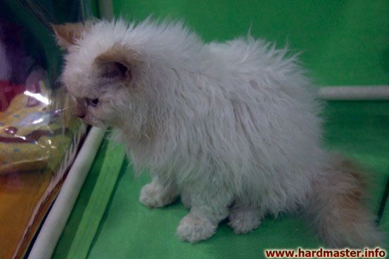 Выставка кошек в Москве 2013 Выставка кошек в Москве 2013