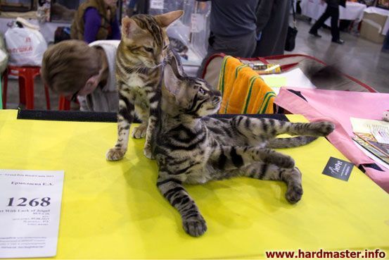 Выставка кошек в Москве 2013 Выставка кошек в Москве 2013