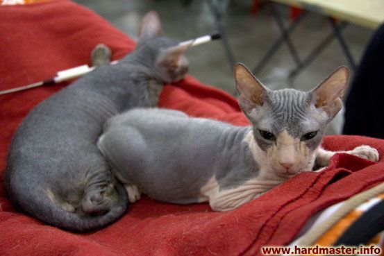 Выставка кошек в Москве 2013 Выставка кошек в Москве 2013