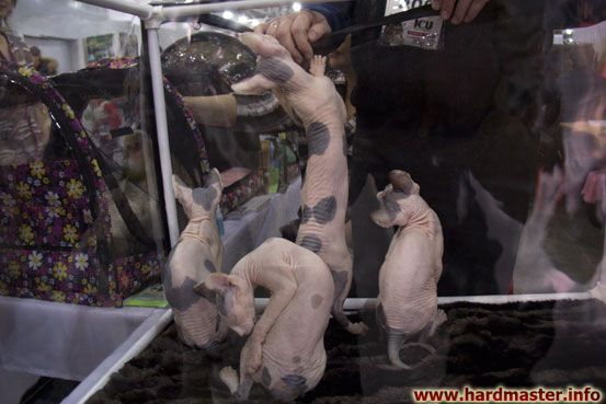 Выставка кошек в Москве 2013 Выставка кошек в Москве 2013