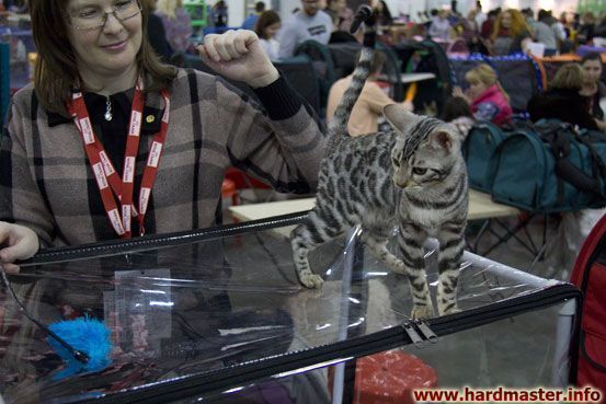 Выставка кошек в Москве 2013 Выставка кошек в Москве 2013