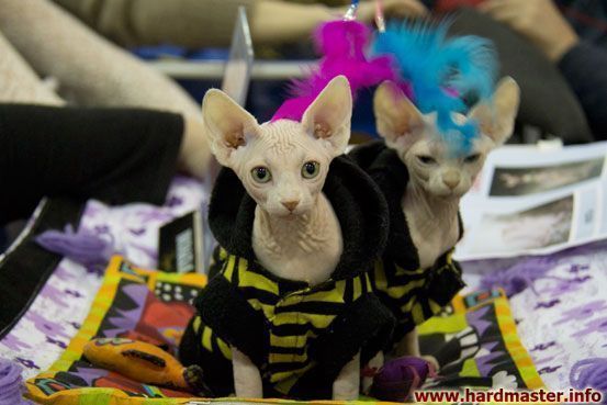 Выставка кошек в Москве 2013 Выставка кошек в Москве 2013