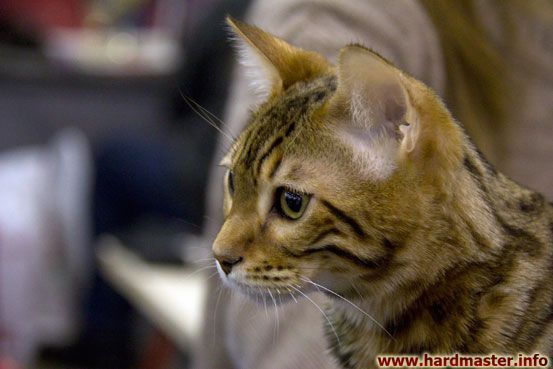 Выставка кошек в Москве 2013 Выставка кошек в Москве 2013