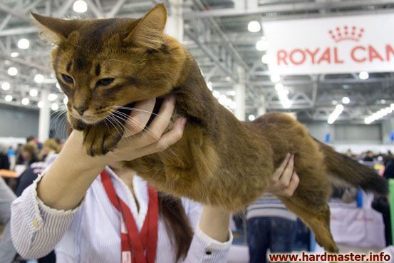 Выставка кошек в Москве 2013 Выставка кошек в Москве 2013