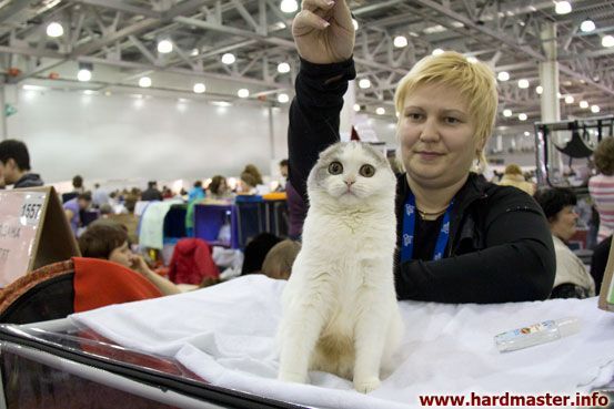 Выставка кошек в Москве 2013 Выставка кошек в Москве 2013