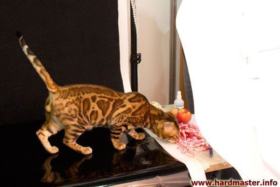 Выставка кошек в Москве 2013 Выставка кошек в Москве 2013