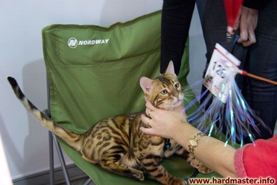 Выставка кошек в Москве 2013 Выставка кошек в Москве 2013