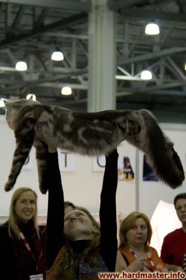 Выставка кошек в Москве 2013 Выставка кошек в Москве 2013