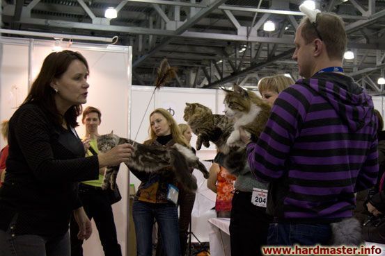 Выставка кошек в Москве 2013 Выставка кошек в Москве 2013