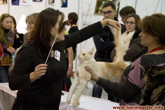 Выставка кошек в Москве 2013 Выставка кошек в Москве 2013
