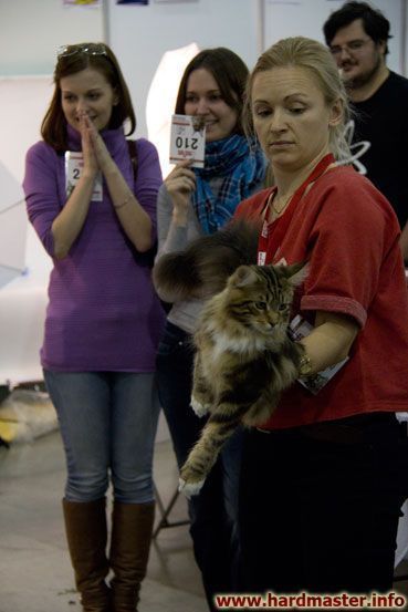 Выставка кошек в Москве 2013 Выставка кошек в Москве 2013